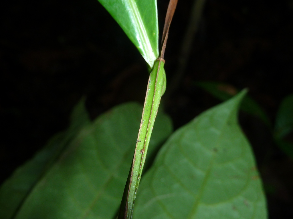 Vantanea barbourii (Vantanea barbourii)