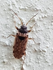 Elasmolomus transversus