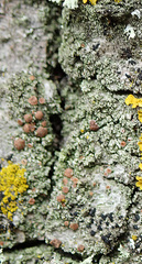 Bacidia rubella