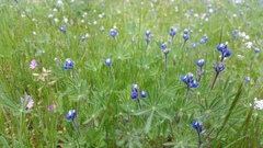 Lupinus polycarpus