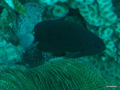 Pomacentrus trichrourus