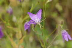 Campanula lusitanica