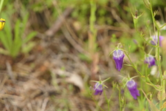 Campanula lusitanica