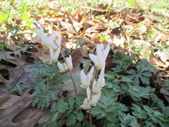 Dicentra cucullaria