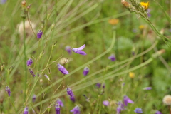 Campanula lusitanica