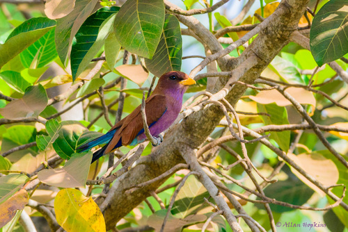 Broad-billed Roller