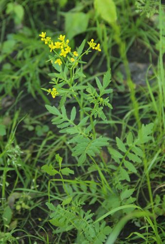 Miškinis čėriukas nuotrauka