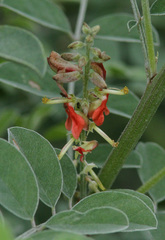 Indigofera lindheimeriana