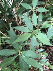 Callicarpa randaiensis