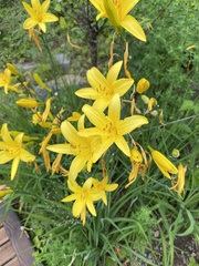 Hemerocallis lilioasphodelus