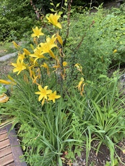 Hemerocallis lilioasphodelus