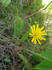 Hieracium laevigatum