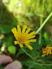 Hieracium laevigatum