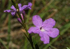 Bouchea linifolia