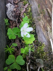 Oxalis montana image