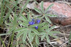 Lupinus pusillus