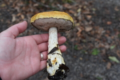 Austroboletus lacunosus