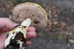 Austroboletus lacunosus