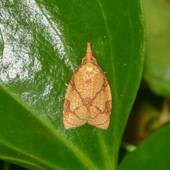 Cenopis reticulatana