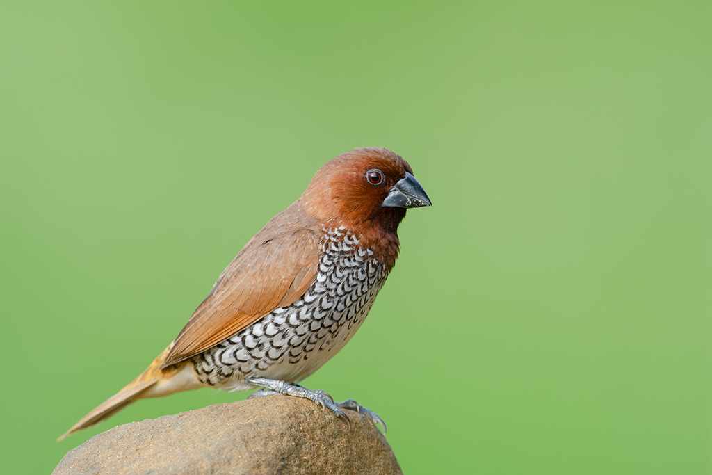 Scaly-breasted Munia photo