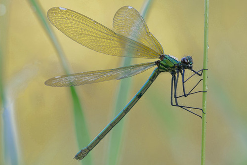Banded Demoiselle, photo 8 of 9