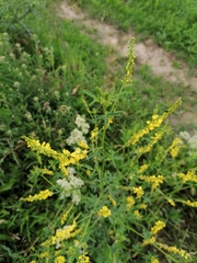 Melilotus officinalis