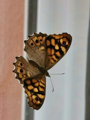 Pararge aegeria