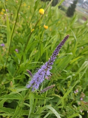 Veronica longifolia