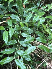 Coptosapelta diffusa