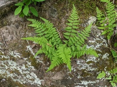 Cystopteris laurentiana