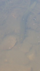 Anguilla rostrata