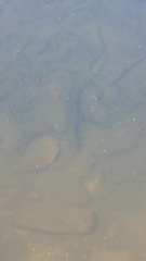 Anguilla rostrata