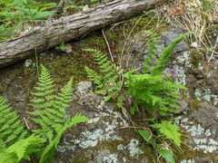 Cystopteris laurentiana