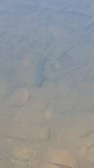 Anguilla rostrata