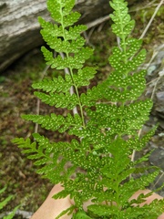 Cystopteris laurentiana