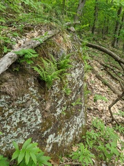 Cystopteris laurentiana