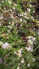 Cuscuta approximata