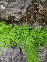 Cryptogramma stelleri image