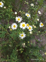 Tripleurospermum inodorum