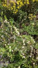 Cuscuta approximata