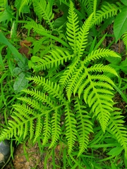 Phegopteris