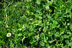 Trifolium repens