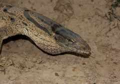 Varanus griseus caspius
