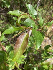Salix pyrifolia
