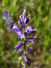 Polygala wolfgangiana