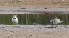 Charadrius melodus