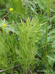 Equisetum arvense