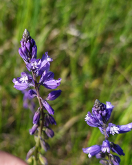 Polygala wolfgangiana