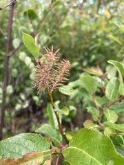 Salix pyrifolia
