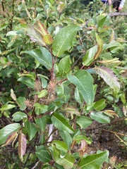 Salix pyrifolia